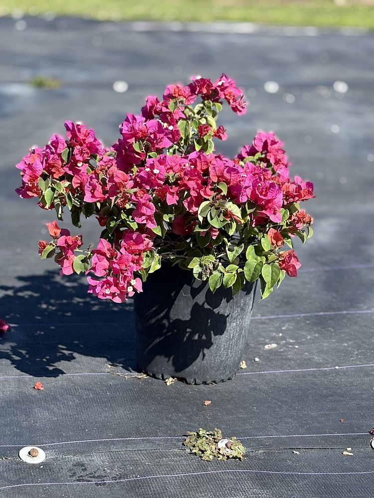 bougainvillea-glabra-helen-johnson-lesser-bougainvillea-paper-flower