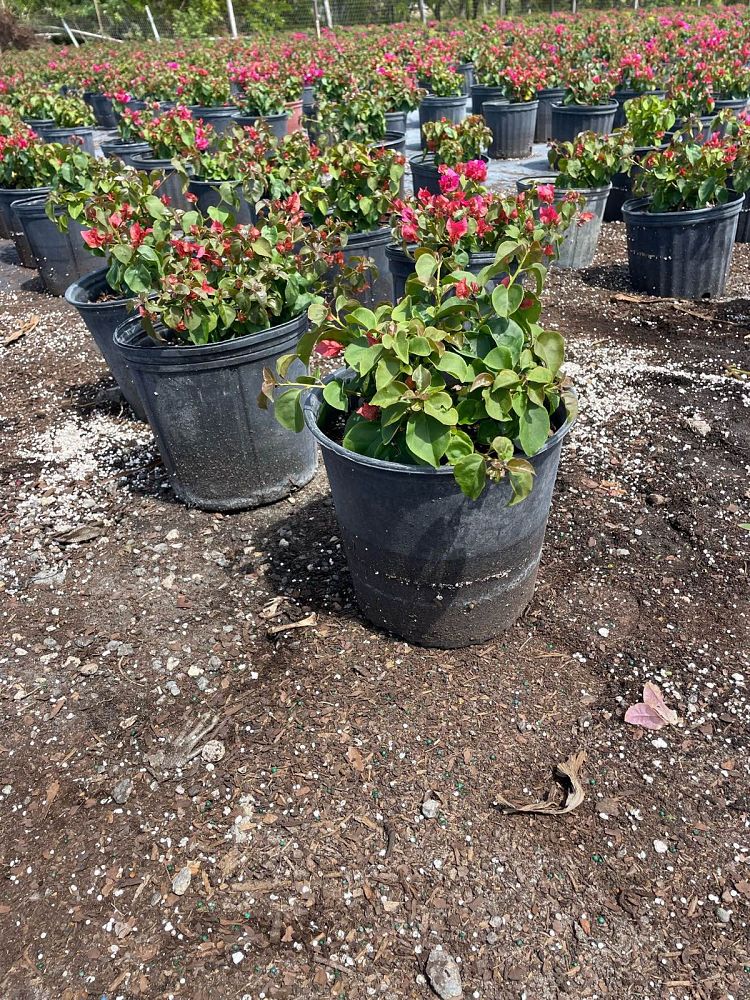 bougainvillea-glabra-helen-johnson-lesser-bougainvillea-paper-flower