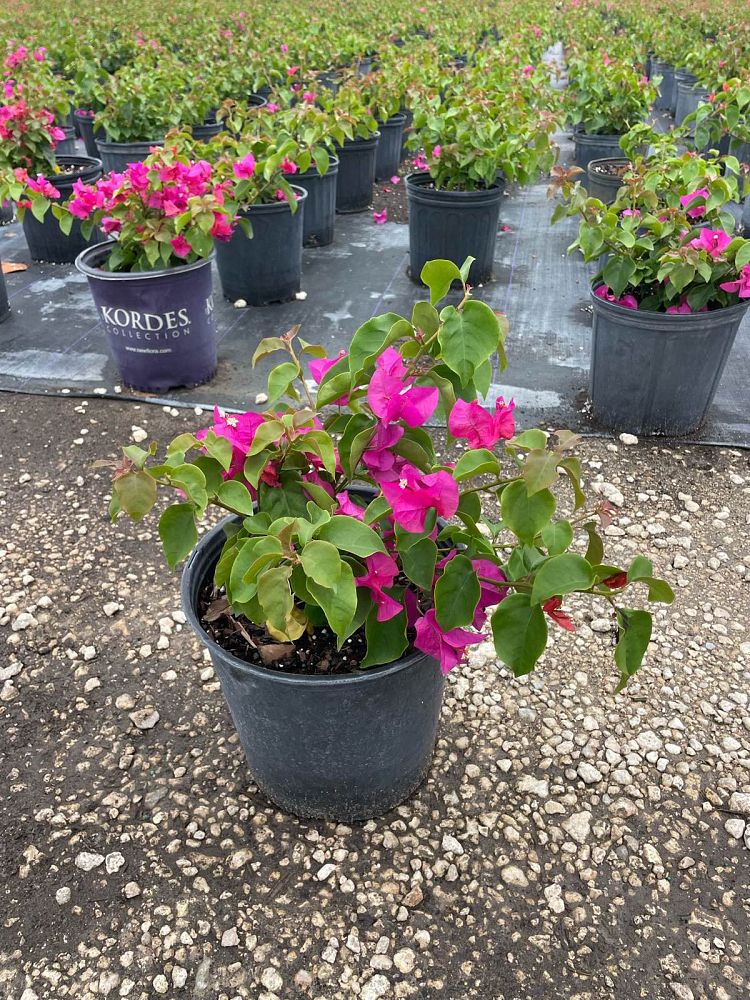 bougainvillea-glabra-helen-johnson-lesser-bougainvillea-paper-flower
