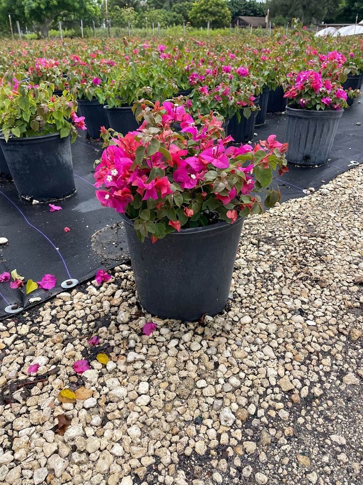 bougainvillea-glabra-helen-johnson-lesser-bougainvillea-paper-flower