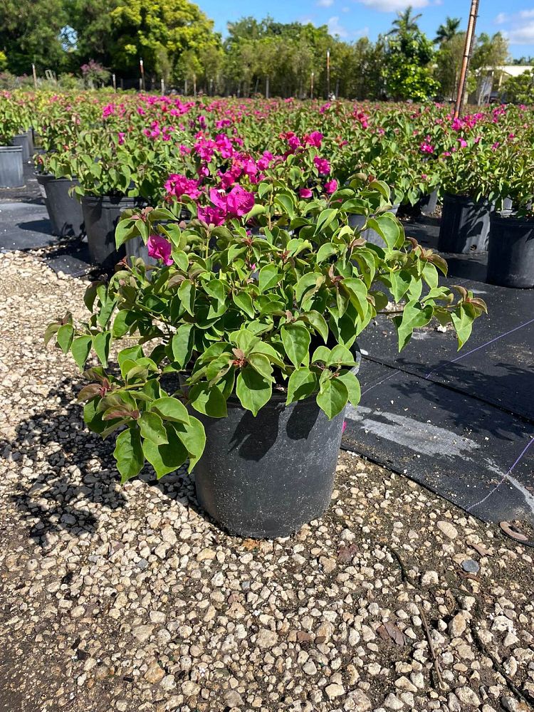 bougainvillea-glabra-helen-johnson-lesser-bougainvillea-paper-flower
