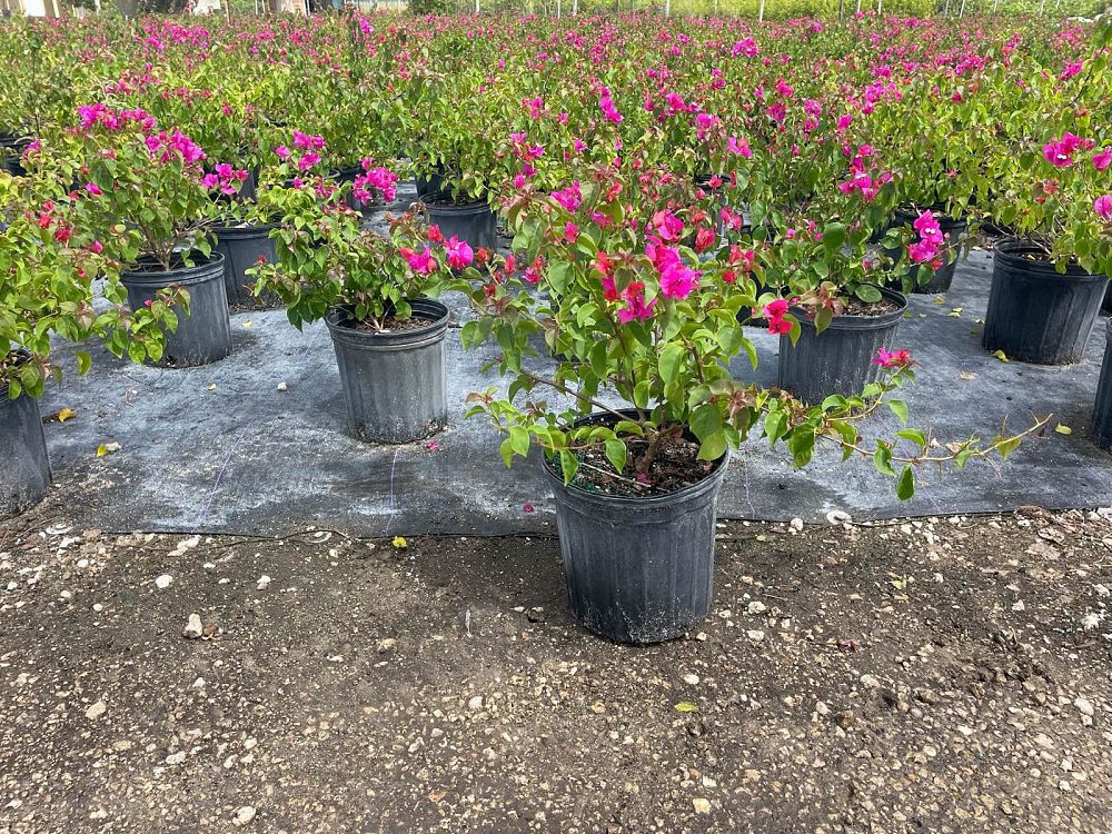bougainvillea-glabra-helen-johnson-lesser-bougainvillea-paper-flower