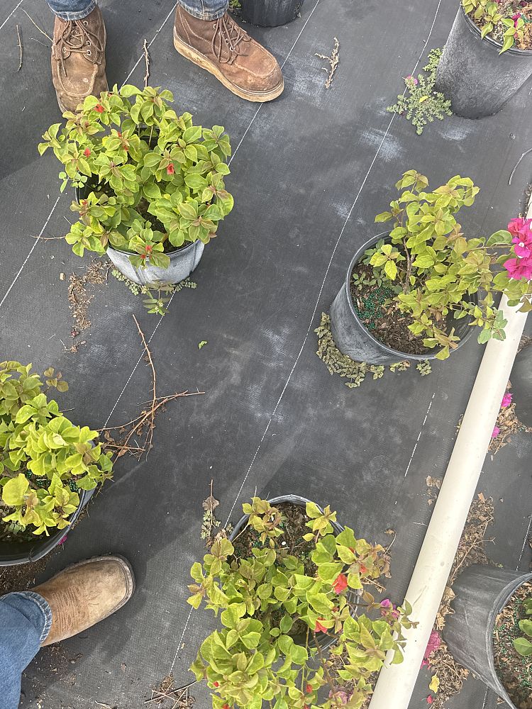 bougainvillea-glabra-helen-johnson-lesser-bougainvillea-paper-flower