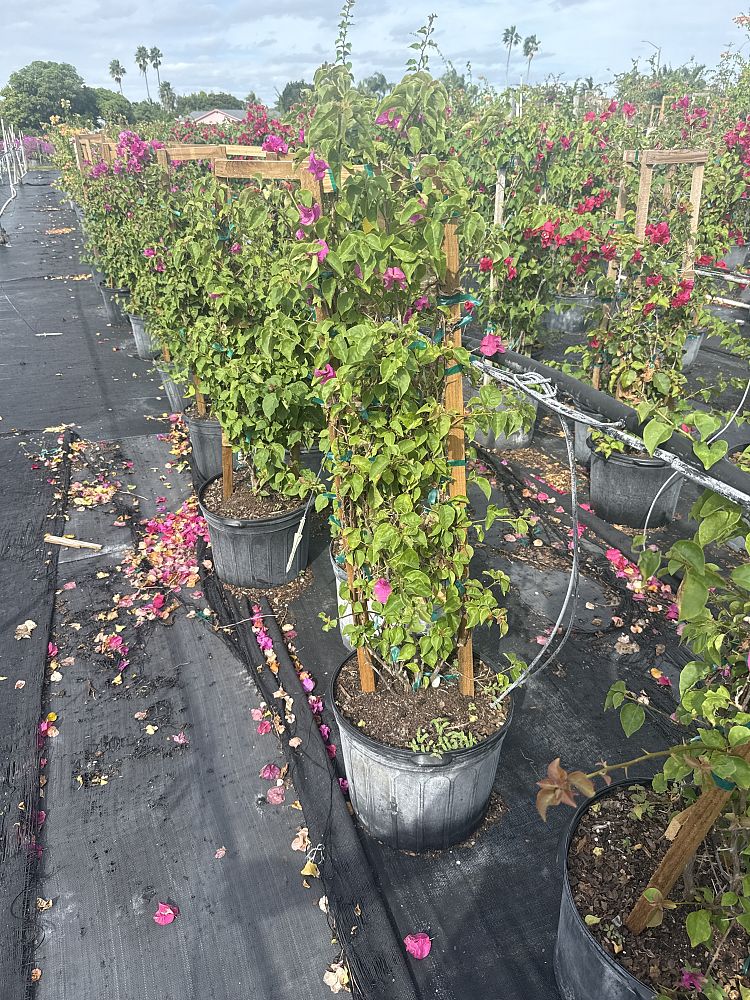 bougainvillea-glabra-helen-johnson-lesser-bougainvillea-paper-flower