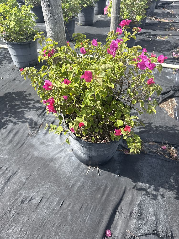 bougainvillea-glabra-helen-johnson-lesser-bougainvillea-paper-flower