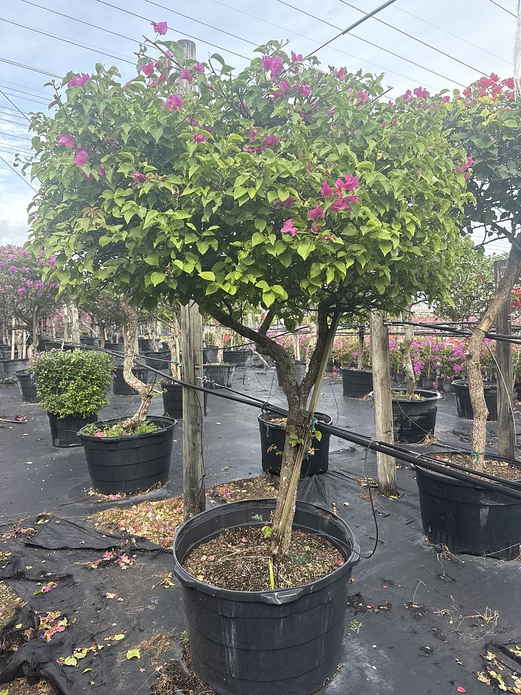 bougainvillea-glabra-helen-johnson-lesser-bougainvillea-paper-flower