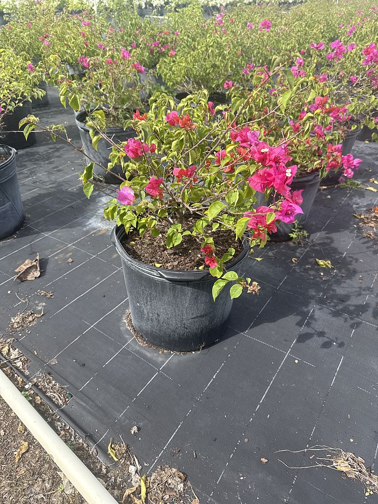 bougainvillea-glabra-helen-johnson-lesser-bougainvillea-paper-flower