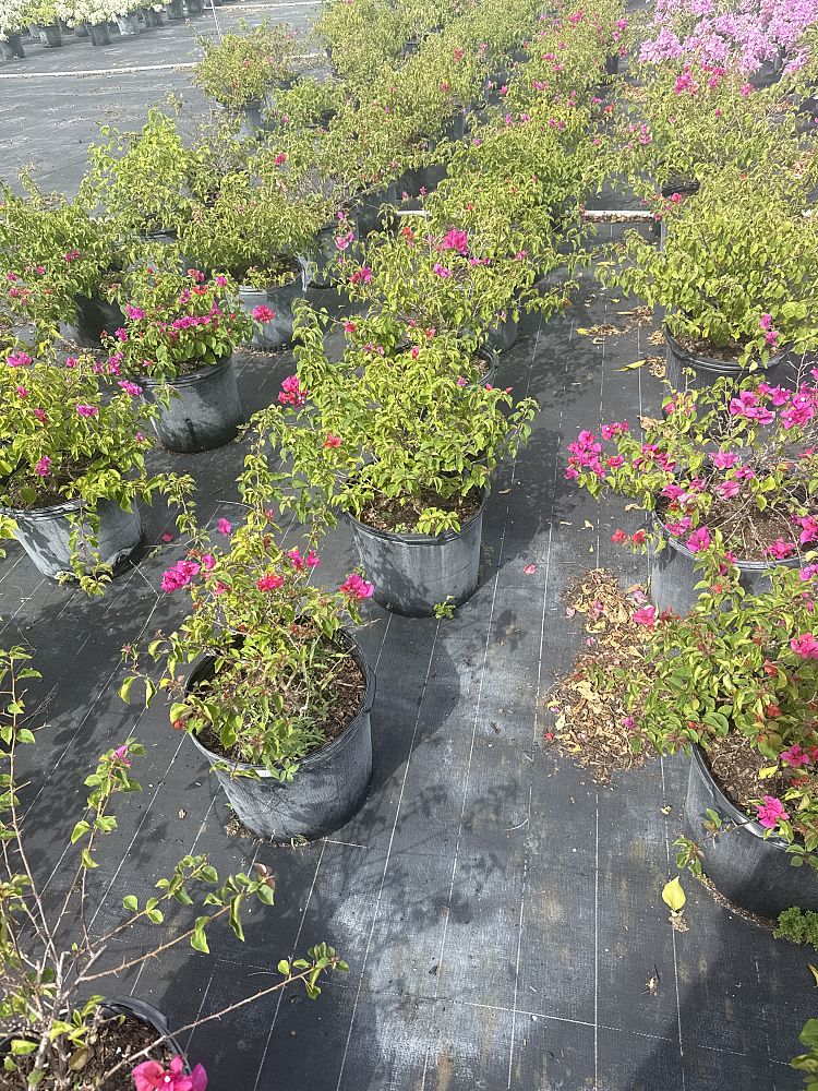 bougainvillea-glabra-helen-johnson-lesser-bougainvillea-paper-flower