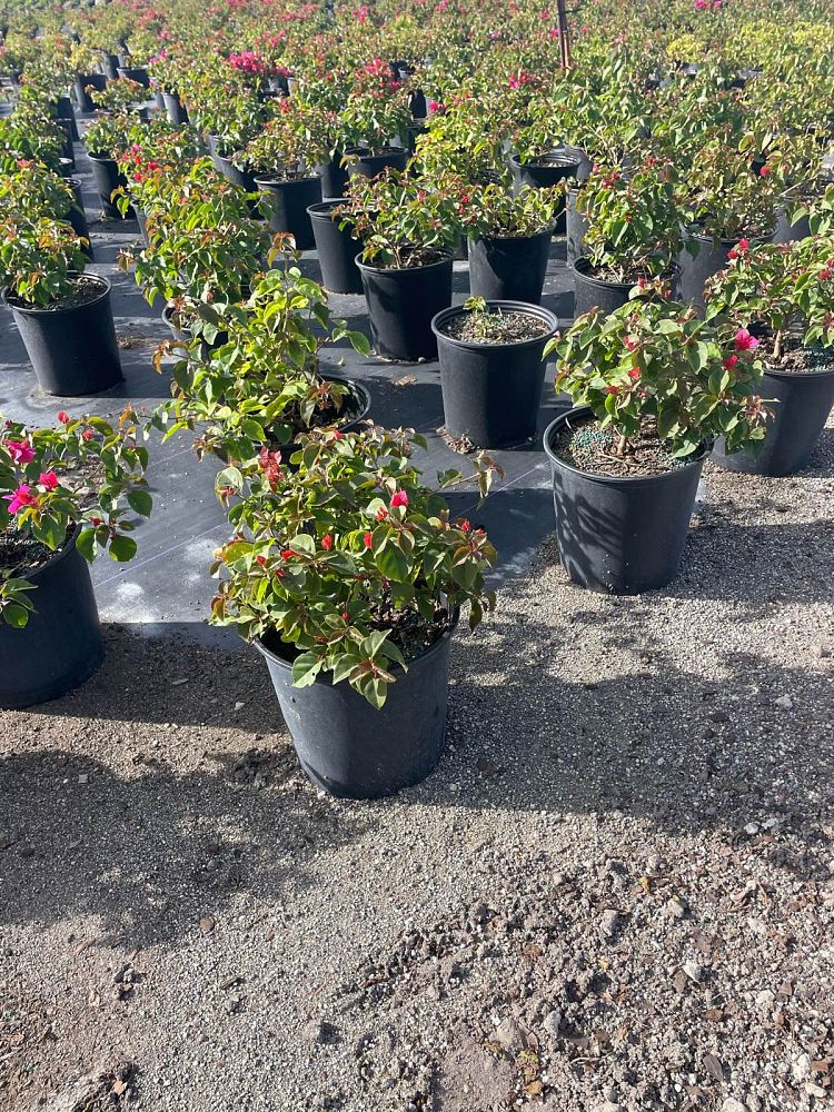 bougainvillea-glabra-helen-johnson-lesser-bougainvillea-paper-flower