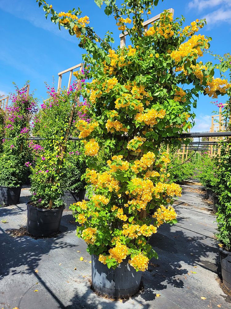 bougainvillea-gold-yellow