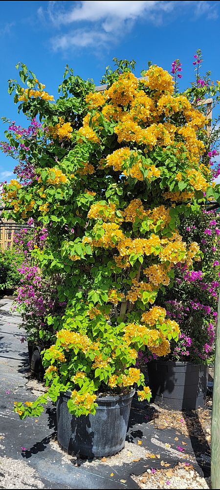 bougainvillea-gold-yellow