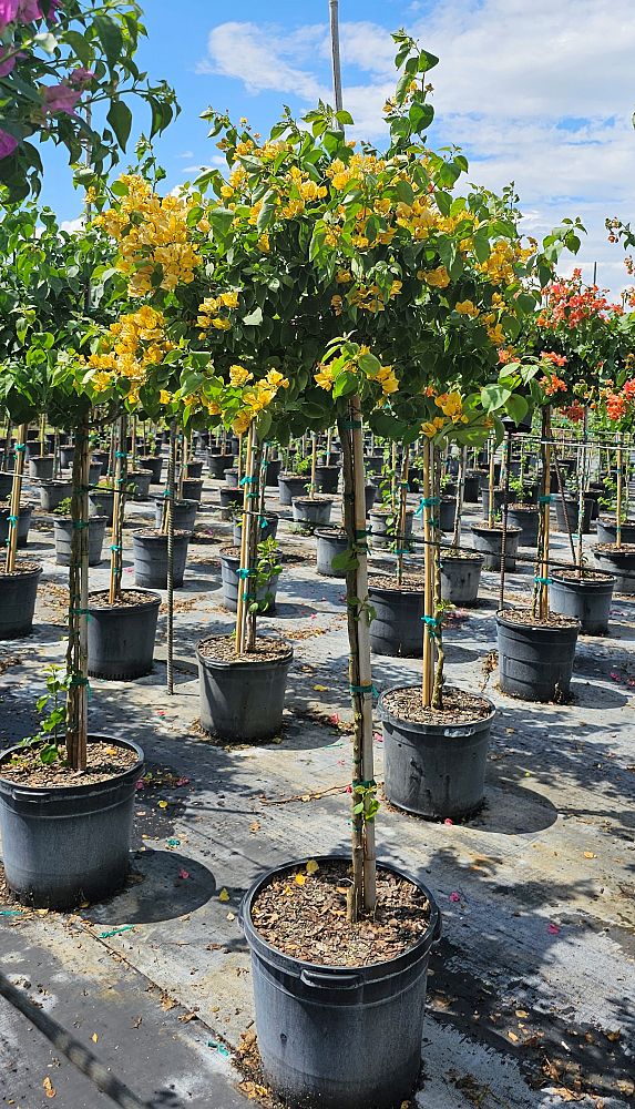 bougainvillea-gold-yellow
