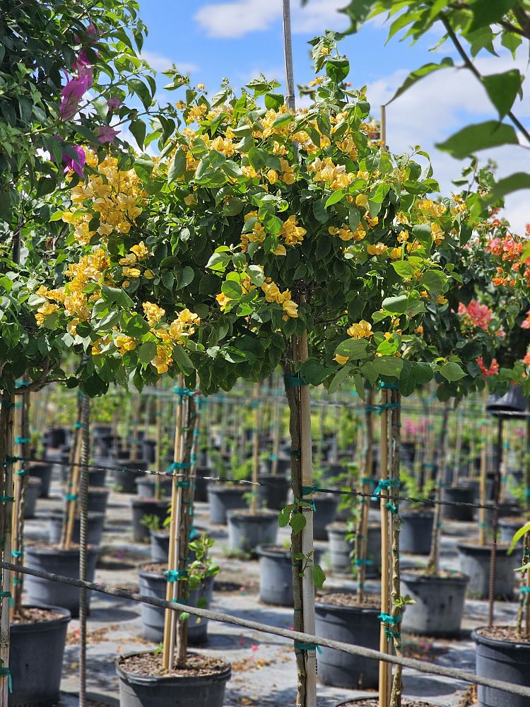 bougainvillea-gold-yellow