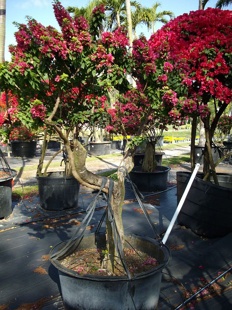 bougainvillea-hawaiian-torch-bougainvillea-pink-pixie