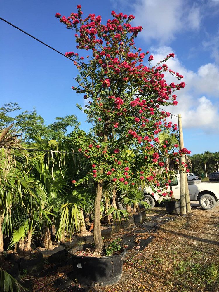 bougainvillea-hawaiian-torch-bougainvillea-pink-pixie