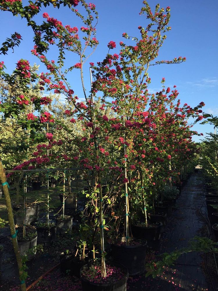 bougainvillea-hawaiian-torch-bougainvillea-pink-pixie