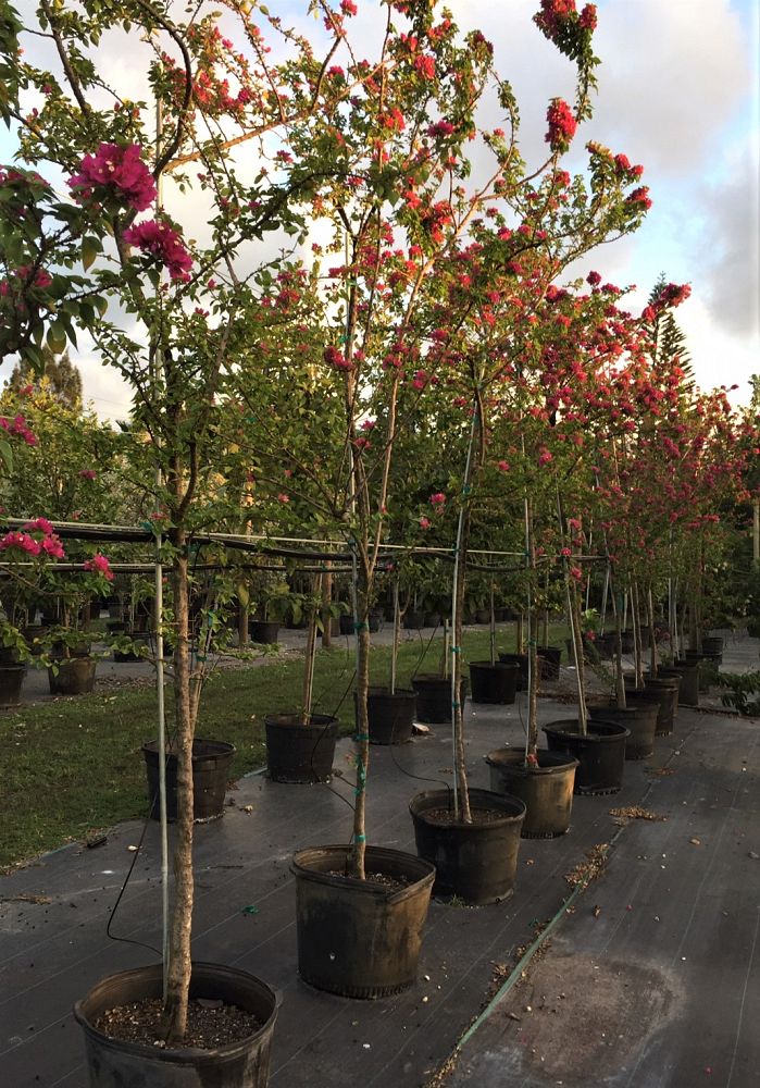 bougainvillea-hawaiian-torch-bougainvillea-pink-pixie