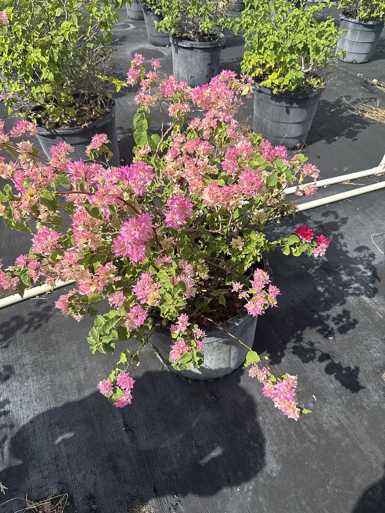 bougainvillea-hawaiian-torch-bougainvillea-pink-pixie