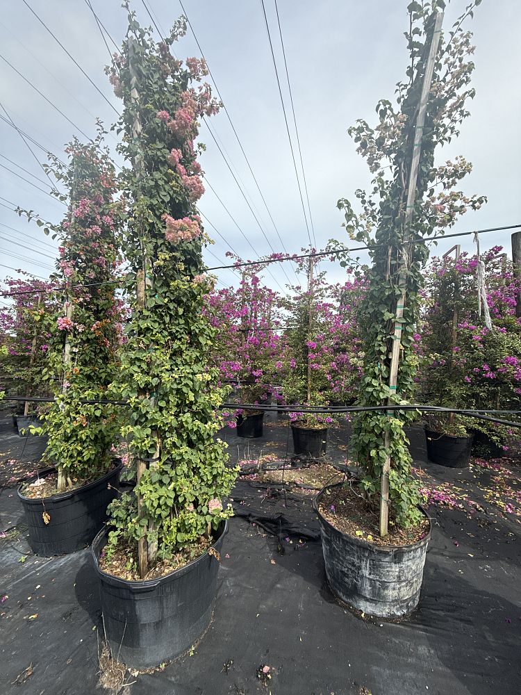 bougainvillea-hawaiian-torch-bougainvillea-pink-pixie