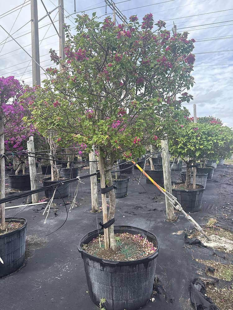 bougainvillea-hawaiian-torch-bougainvillea-pink-pixie