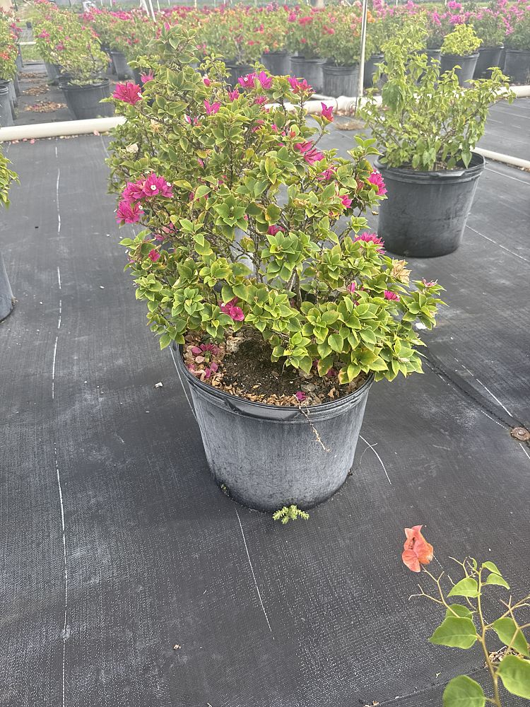 bougainvillea-hawaiian-torch-bougainvillea-pink-pixie