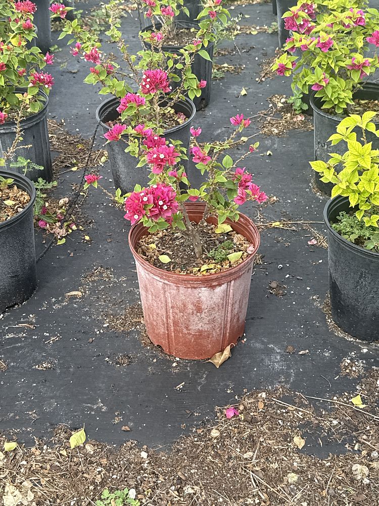 bougainvillea-hawaiian-torch-bougainvillea-pink-pixie
