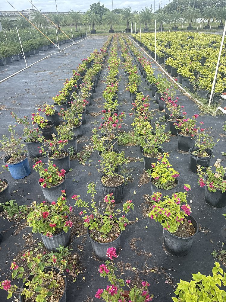 bougainvillea-hawaiian-torch-bougainvillea-pink-pixie