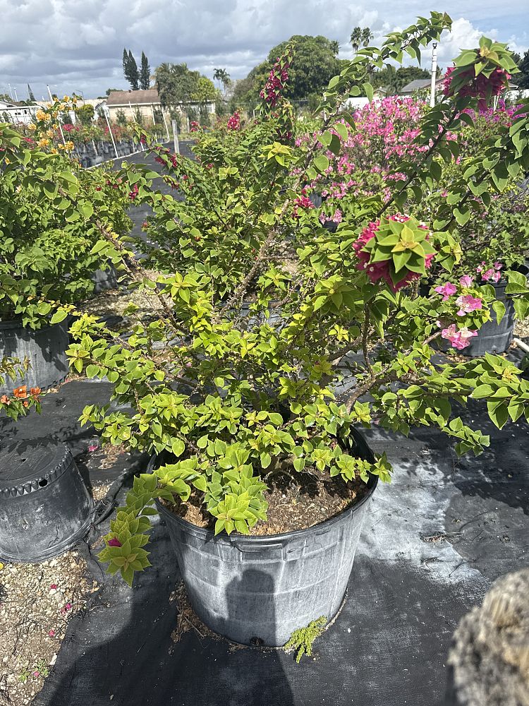 bougainvillea-hawaiian-torch-bougainvillea-pink-pixie