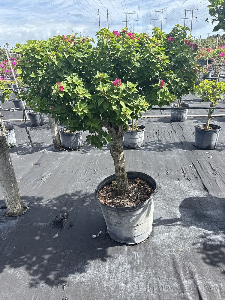 bougainvillea-hawaiian-torch-bougainvillea-pink-pixie