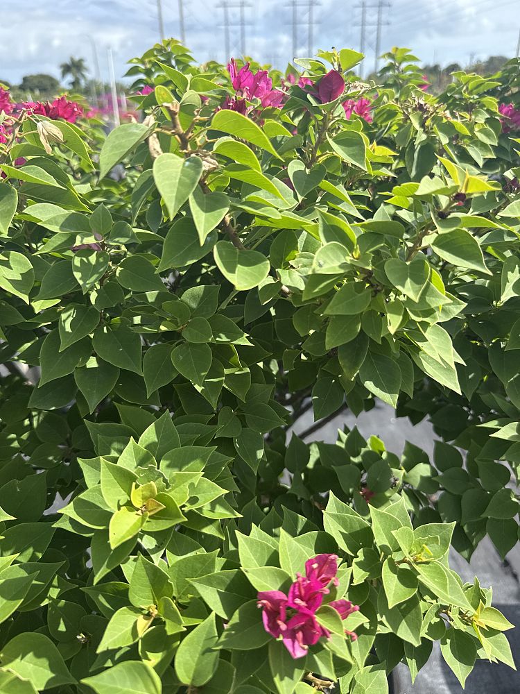 bougainvillea-hawaiian-torch-bougainvillea-pink-pixie