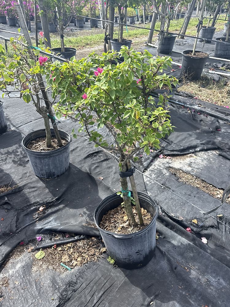 bougainvillea-hawaiian-torch-bougainvillea-pink-pixie