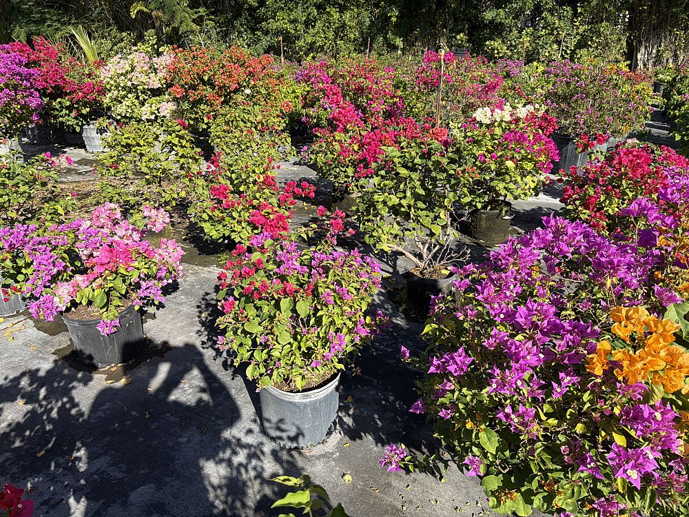 bougainvillea-hybrids