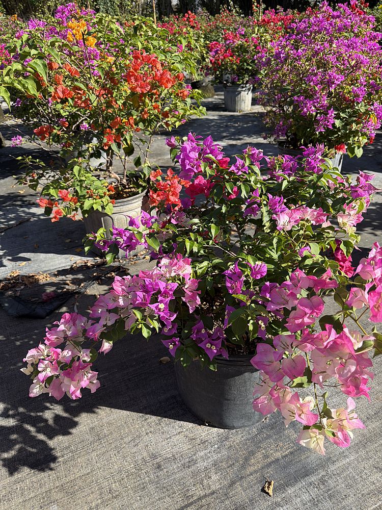 bougainvillea-hybrids