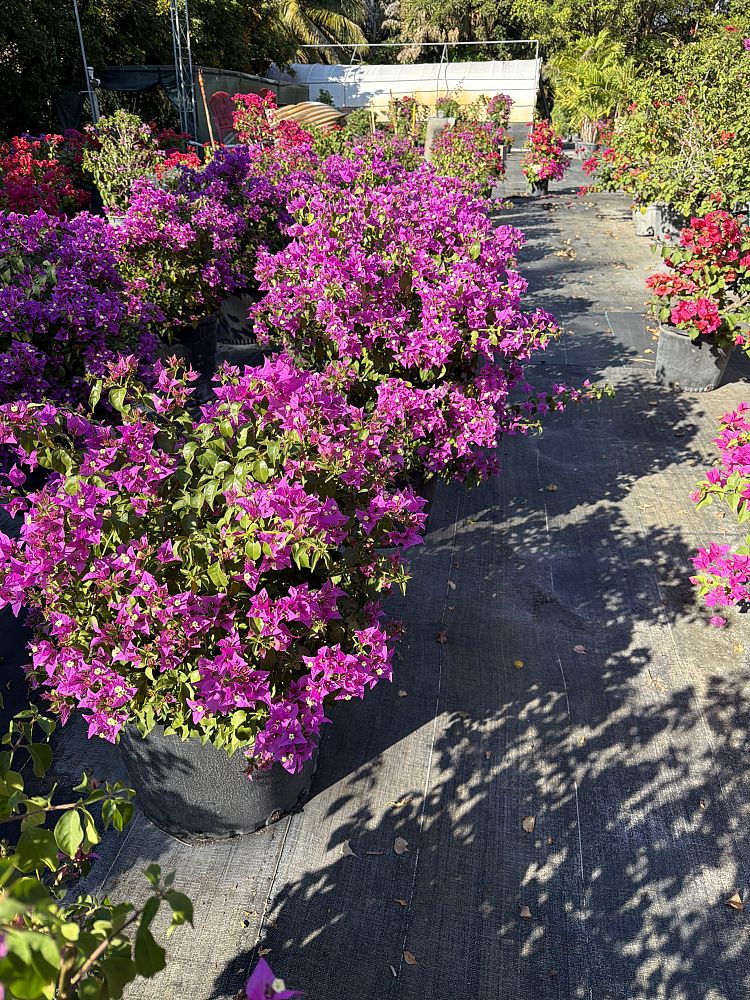 bougainvillea-hybrids