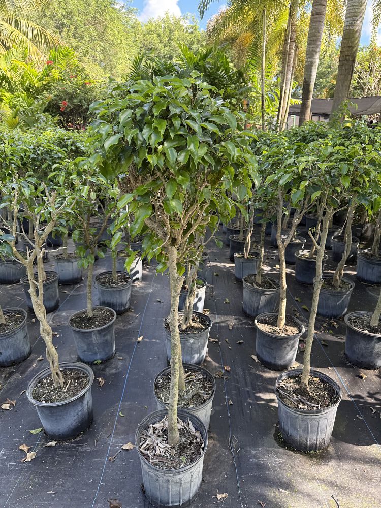 bougainvillea-hybrids