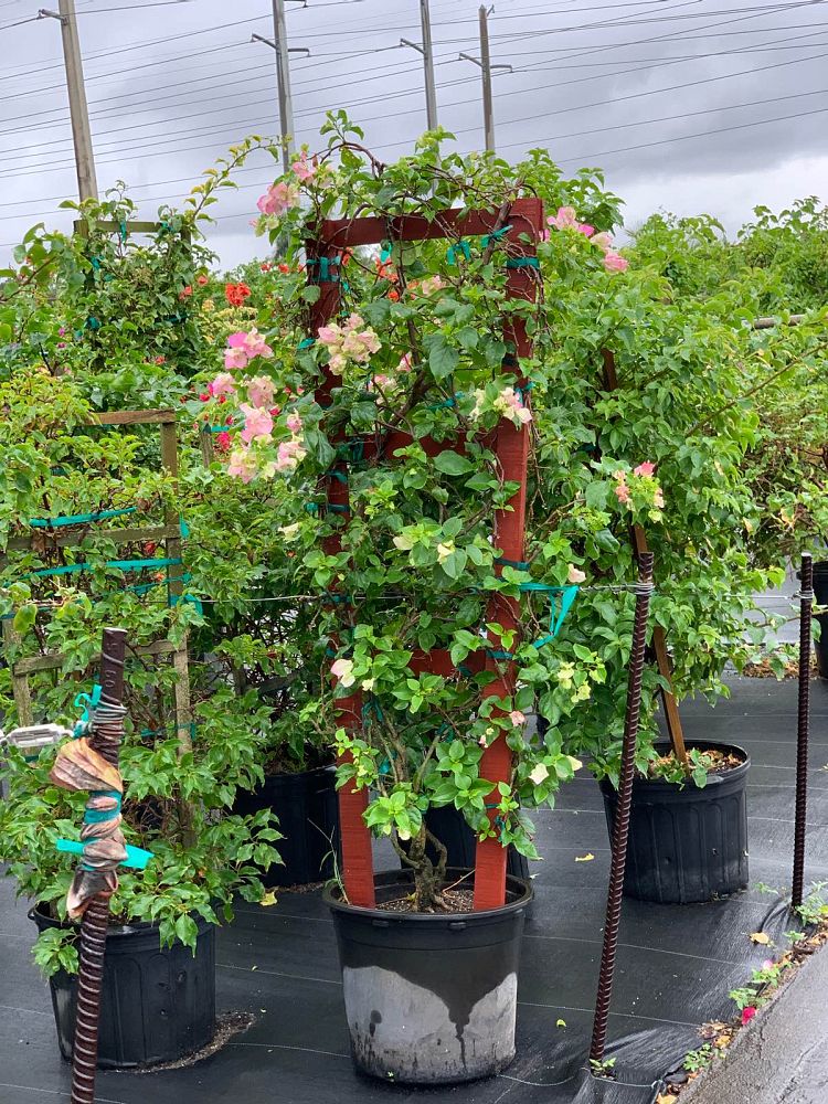 bougainvillea-imperial-thai-delight