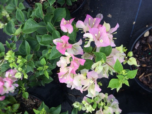 bougainvillea-imperial-thai-delight