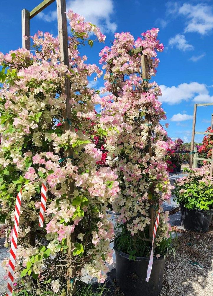 bougainvillea-imperial-thai-delight