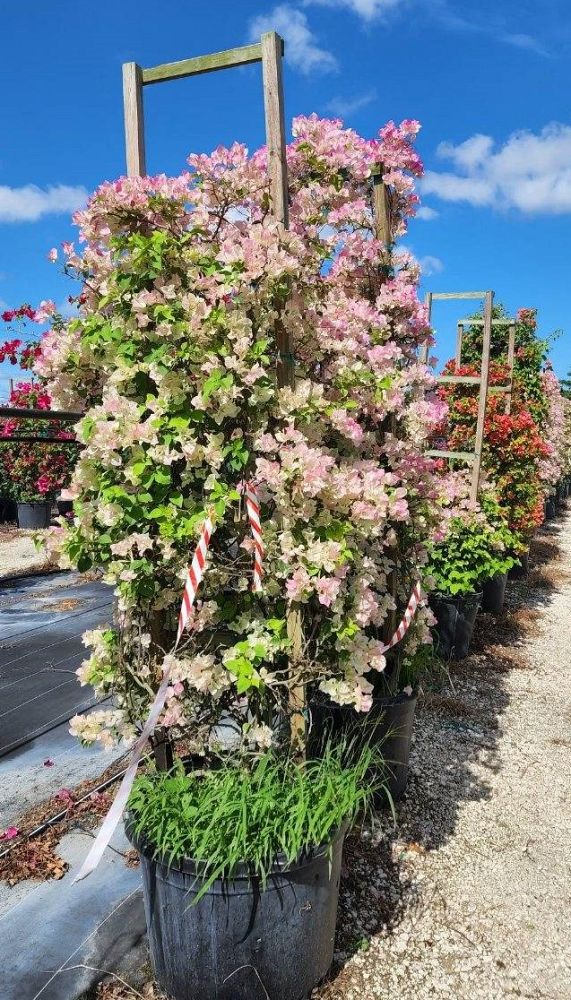 bougainvillea-imperial-thai-delight