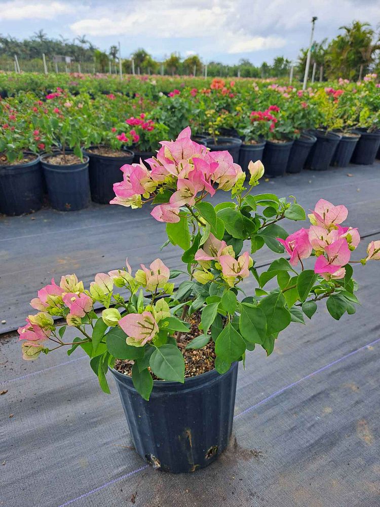 bougainvillea-imperial-thai-delight