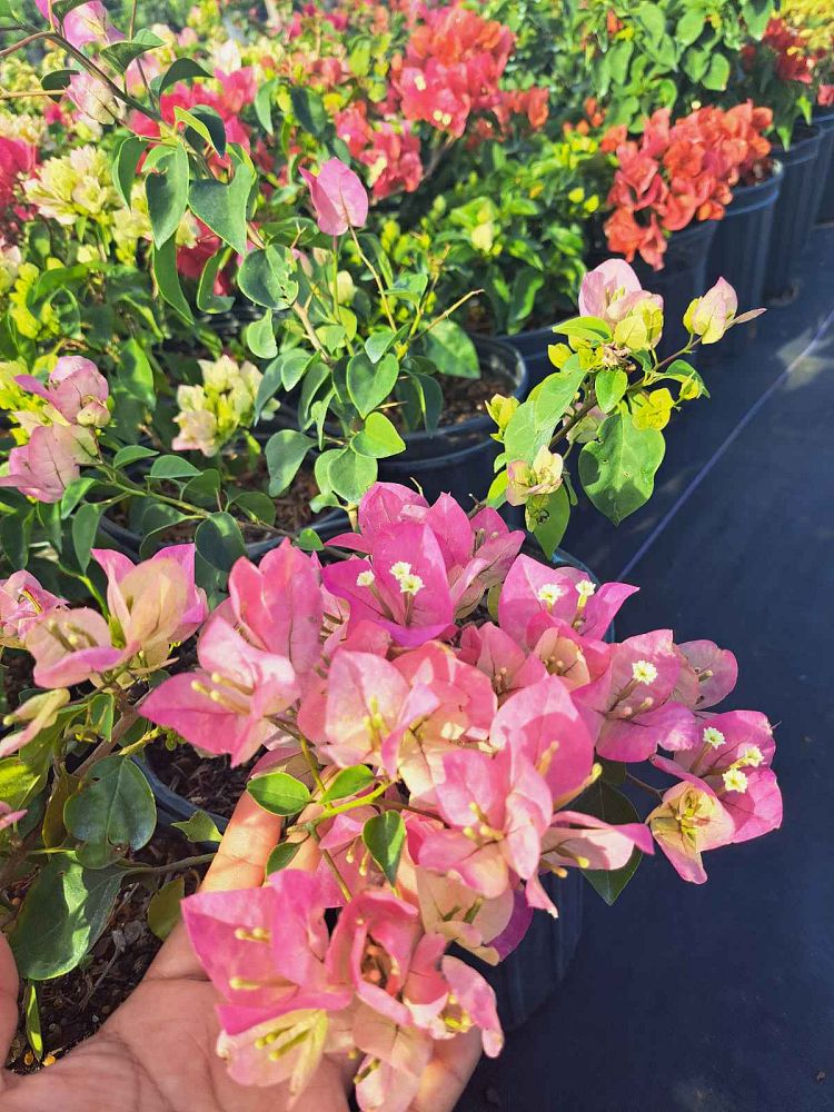 bougainvillea-imperial-thai-delight