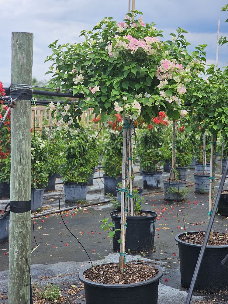 bougainvillea-imperial-thai-delight