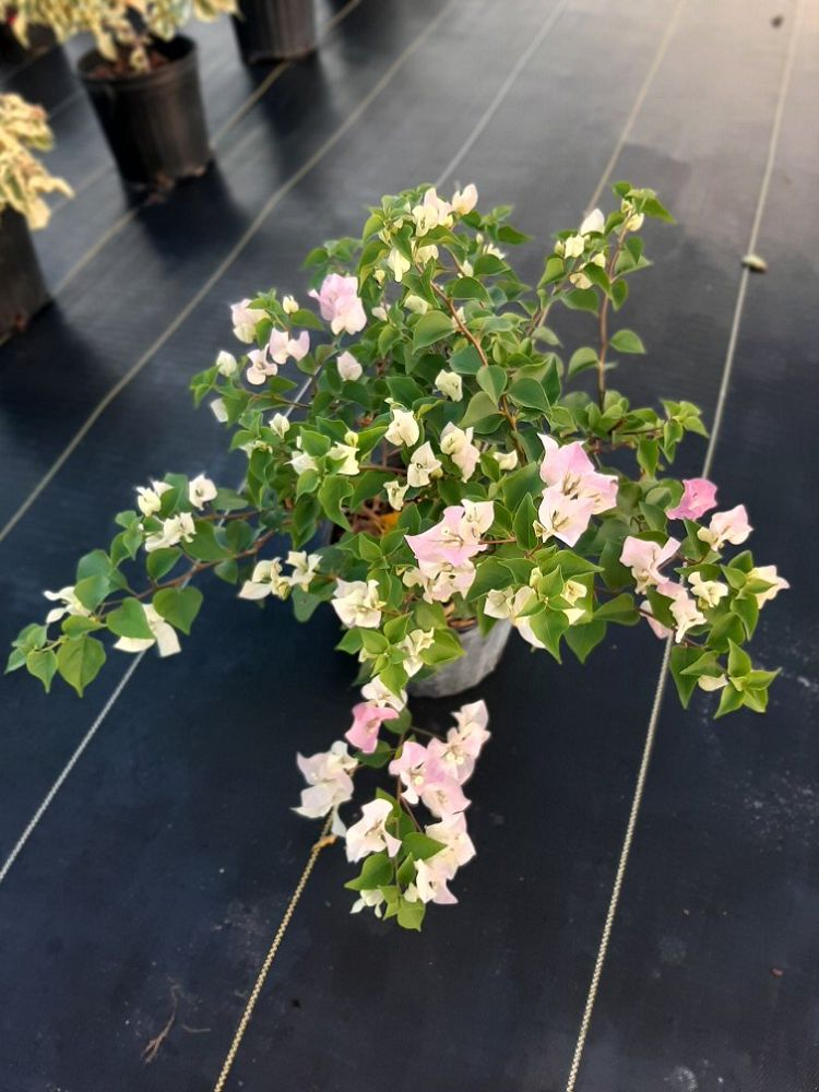 bougainvillea-imperial-thai-delight