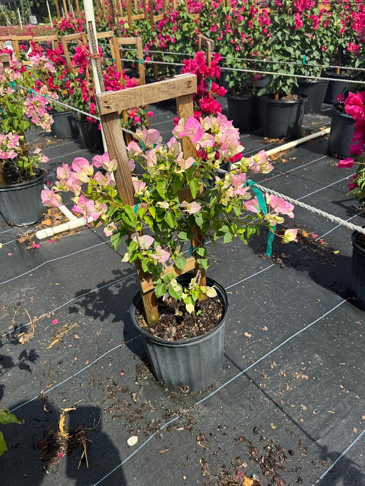 bougainvillea-imperial-thai-delight