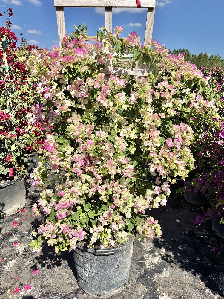 bougainvillea-imperial-thai-delight