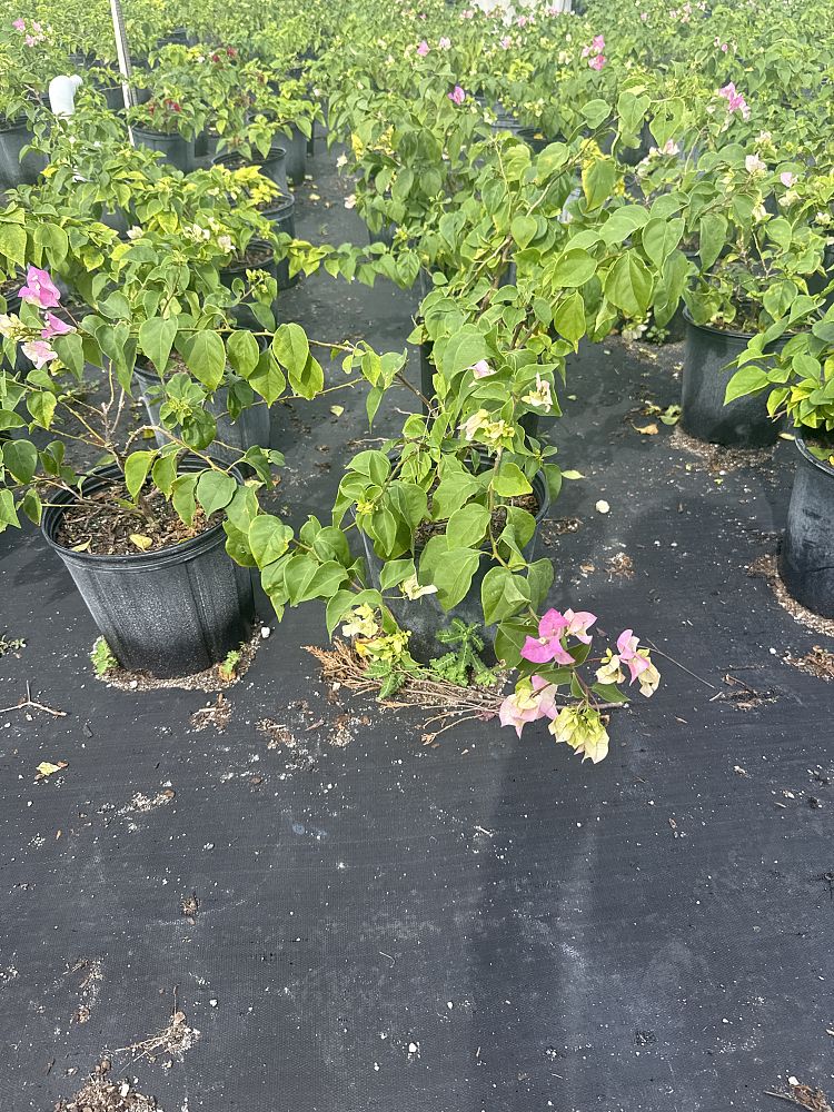 bougainvillea-imperial-thai-delight