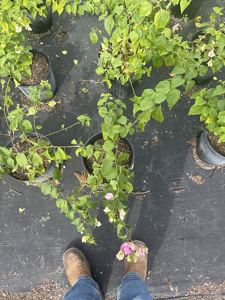 bougainvillea-imperial-thai-delight