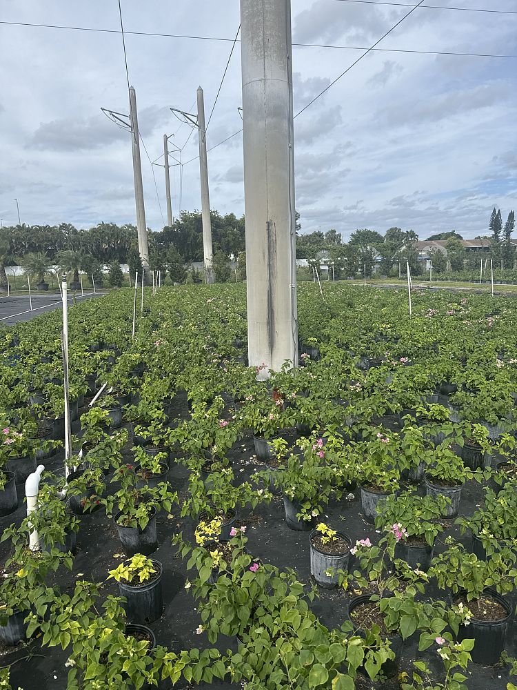 bougainvillea-imperial-thai-delight