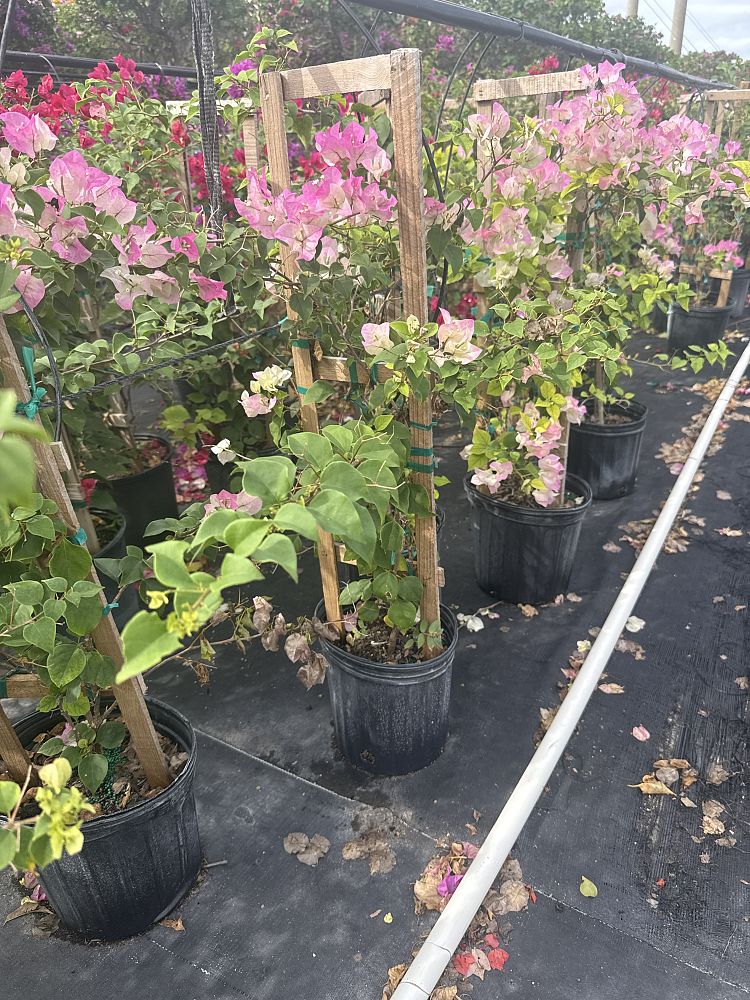 bougainvillea-imperial-thai-delight