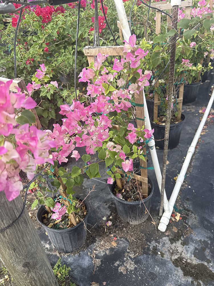 bougainvillea-imperial-thai-delight